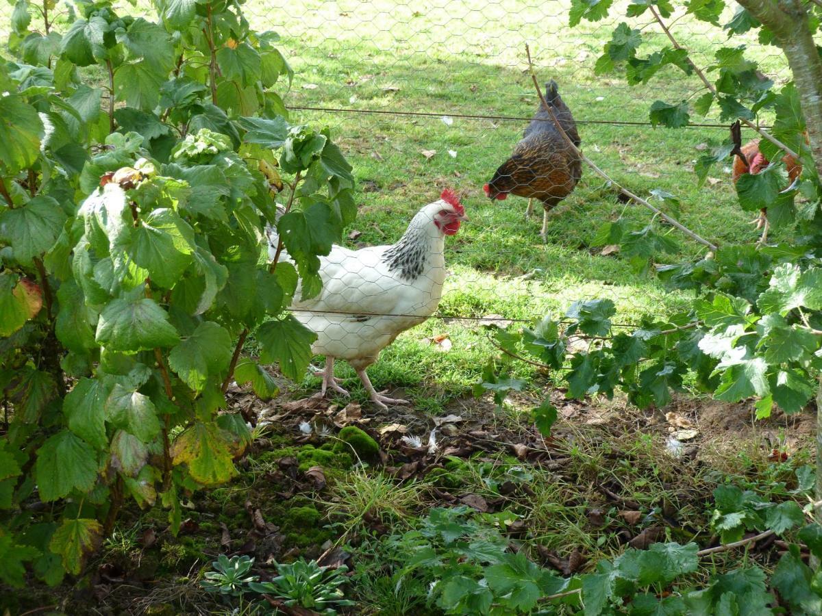 La Crepelliere Bed & Breakfast Villedieu-les-Poeles-Rouffigny Luaran gambar
